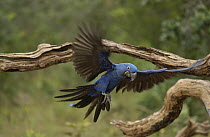 Hyacinth Macaw (Anodorhynchus hyacinthinus) flying, Cerrado habitat, Piaui State, Brazil