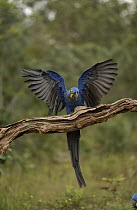 Hyacinth Macaw (Anodorhynchus hyacinthinus) spreading wings, Cerrado habitat, Brazil