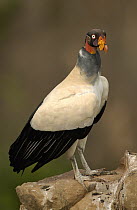 King Vulture (Sarcoramphus papa) perched on rock, South America
