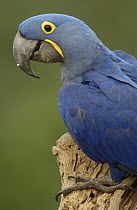 Hyacinth Macaw (Anodorhynchus hyacinthinus) portrait, Cerrado habitat, Brazil