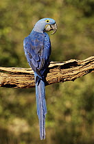 Hyacinth Macaw (Anodorhynchus hyacinthinus) perched on branch, Cerrado habitat, Piaui State, Brazil