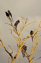 Hyacinth Macaw (Anodorhynchus hyacinthinus) flock perched in tree, Cerrado habitat, Piaui State, Brazil