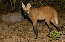Maned Wolf (Chrysocyon brachyurus) at night in Cerrado grassland, South America