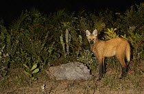 Maned Wolf (Chrysocyon brachyurus) foraging at night in a hollow log in Cerrado habitat, South America