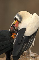 King Vulture (Sarcoramphus papa) preening, South America