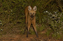Maned Wolf (Chrysocyon brachyurus) at night in Cerrado grassland, South America