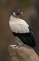 King Vulture (Sarcoramphus papa) perched on rock, side view, South America