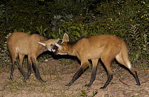 Maned Wolf (Chrysocyon brachyurus) pair greeting each other at night in Cerrado grassland, South America