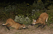 Maned Wolf (Chrysocyon brachyurus) pair greeting each other at night in Cerrado grassland, one in submissive posture, South America