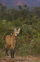 Maned Wolf (Chrysocyon brachyurus) at dusk in Cerrado grassland, South America