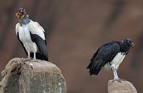 King Vulture (Sarcoramphus papa) adult and juvenile perched on rocks, South America