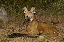 Maned Wolf (Chrysocyon brachyurus) at night in Cerrado habitat, South America