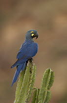 Lear's Macaw (Anodorhynchus leari) perching atop a cactus, less than 500 survive in the wild, Brazil