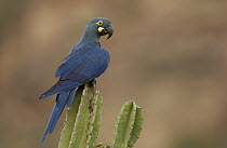 Lear's Macaw (Anodorhynchus leari) perching atop a cactus, less than 500 survive in the wild, Brazil