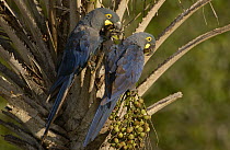 Lear's Macaw (Anodorhynchus leari) pair, feeding on palm nuts, less than 500 survive in the wild, Brazil