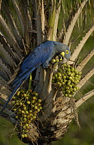 Lear's Macaw (Anodorhynchus leari) feeding on palm nuts, less than 500 survive in the wild, Brazil