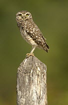 Burrowing Owl (Athene cunicularia) adult perching on fencepost, Caatinga habitat, Brazil