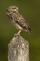 Burrowing Owl (Athene cunicularia) adult perching on fencepost, Caatinga habitat, Brazil