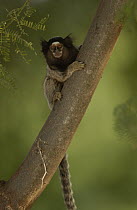 Common Marmoset (Callithrix jacchus) portrait in tree, Brazil