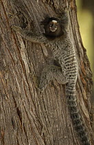 Common Marmoset (Callithrix jacchus) clinging to tree trunk, Brazil