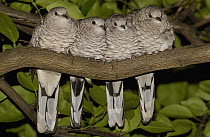 Scaled Dove (Columbina squammata) four huddled together on branch, Brazil