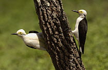 White Woodpecker (Melanerpes candidus) pair on tree trunk, South America