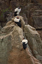 King Vulture (Sarcoramphus papa) trio perched on rock, South America
