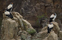 King Vulture (Sarcoramphus papa) four perched on rock, South America