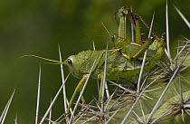 Lubber Grasshopper (Romaleidae) pair mating among cactus spines, an example of sexual dimorphism showing male as much smaller than the female, Caatinga ecosystem, Bahia State, Brazil