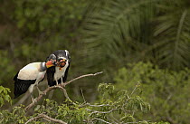 King Vulture (Sarcoramphus papa) adult with juvenile perched on branch, South America