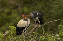 King Vulture (Sarcoramphus papa) adult with juvenile perched on branch, South America