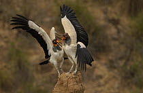 King Vulture (Sarcoramphus papa) pair competing for space on rock outcrop, South America