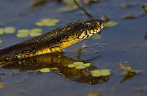 Rio Tropical Racer (Mastigodryas bifossatus) swimming, non-venomous snake, Brazil