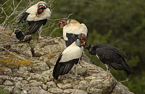 King Vulture (Sarcoramphus papa) three adults with one begging juvenile perched on rock, South America