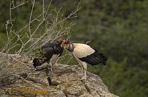 King Vulture (Sarcoramphus papa) adult with begging juvenile perched on rocks, South America