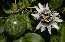 Surinam Passion Flower (Passiflora edulis) showing flower and fruit, South America