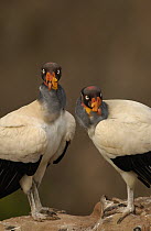 King Vulture (Sarcoramphus papa) pair perched on rocks, South America