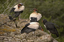 King Vulture (Sarcoramphus papa) three adults and one juvenile perched on rock, South America