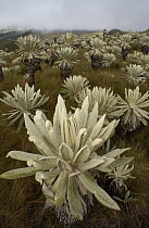 Paramo Flower (Espeletia pycnophylla) in Paramo habitat, endemic species, Paramo, El Angel Reserve, northeastern Ecuador