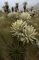 Paramo Flower (Espeletia pycnophylla) in Paramo habitat, endemic species, Paramo, El Angel Reserve, northeastern Ecuador