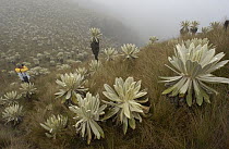 Paramo Flower (Espeletia pycnophylla) being photographed by a tourist in Paramo habitat, endemic species, El Angel Reserve, northeastern Ecuador