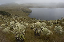 Paramo Flower (Espeletia pycnophylla) and lake in Paramo habitat, endemic species, Paramo, El Angel Reserve, northeastern Ecuador