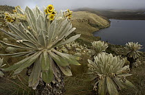Paramo Flower (Espeletia pycnophylla) flowering, and lake in Paramo habitat, endemic species, El Angel Reserve, northeastern Ecuador