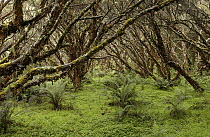 Polylepis (Polylepis incana) forest, an important source for fuel wood for local people, El Angel Reserve, Paramo, Andes Mountains, northeastern Ecuador