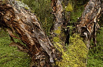 Polylepis (Polylepis incana) forest, showing typical flaky bark, these trees are an important fuel source for local people, El Angel Reserve, Paramo, Andes Mountains, northeastern Ecuador