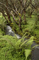 Polylepis (Polylepis incana) forest and stream, the trees are an important source of fuel for local people, El Angel Reserve, Paramo, Andes Mountains, northeastern Ecuador