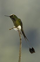 Booted Racket-tail (Ocreatus underwoodii) hummingbird, in cloud forest, Ecuador