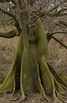Kapok (Ceiba trichistandra) tree showing extensive buttressed roots, Machalilla National Park, Ecuador