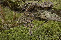 Boa Constrictor (Boa constrictor) hanging in tree, Machalilla National Park, Ecuador