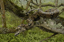 Boa Constrictor (Boa constrictor) camouflaged in tree, Machalilla National Park, Ecuador